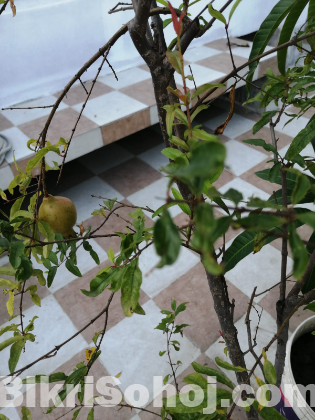 Pakistani ANAR Tree (With Fruits)